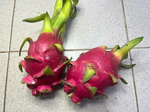 Фото пресс-службы Красноярского филиала ФГБУ «ЦОК АПК»